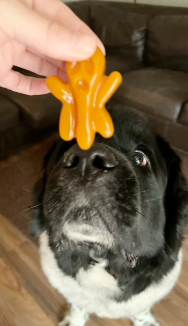 dog eating pumpkin gummy dog treat